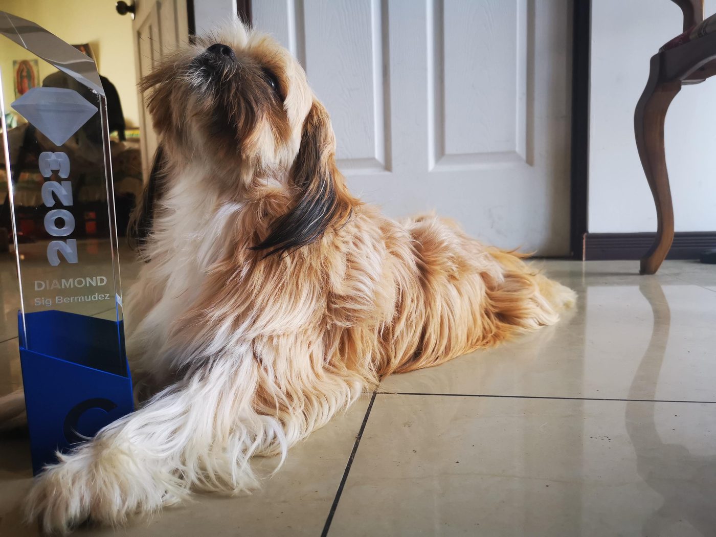 Kito, a fluffy golden dog, lying next to Sig’s ClickBank Diamond award